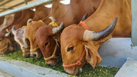 The Green Pastures: Unveiling the Benefits of Grass-Fed Cows